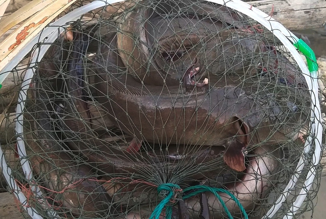 Săn loài cá có nọc cực độc ở Cà Mau - Ảnh 7.