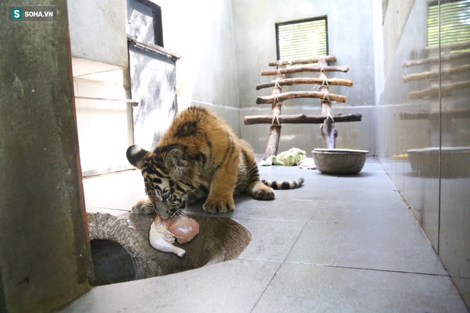 7 con hổ Đông Dương sau khi được giải cứu: Ăn thịt bò loại 1, uống sữa ngoại - Ảnh 8.